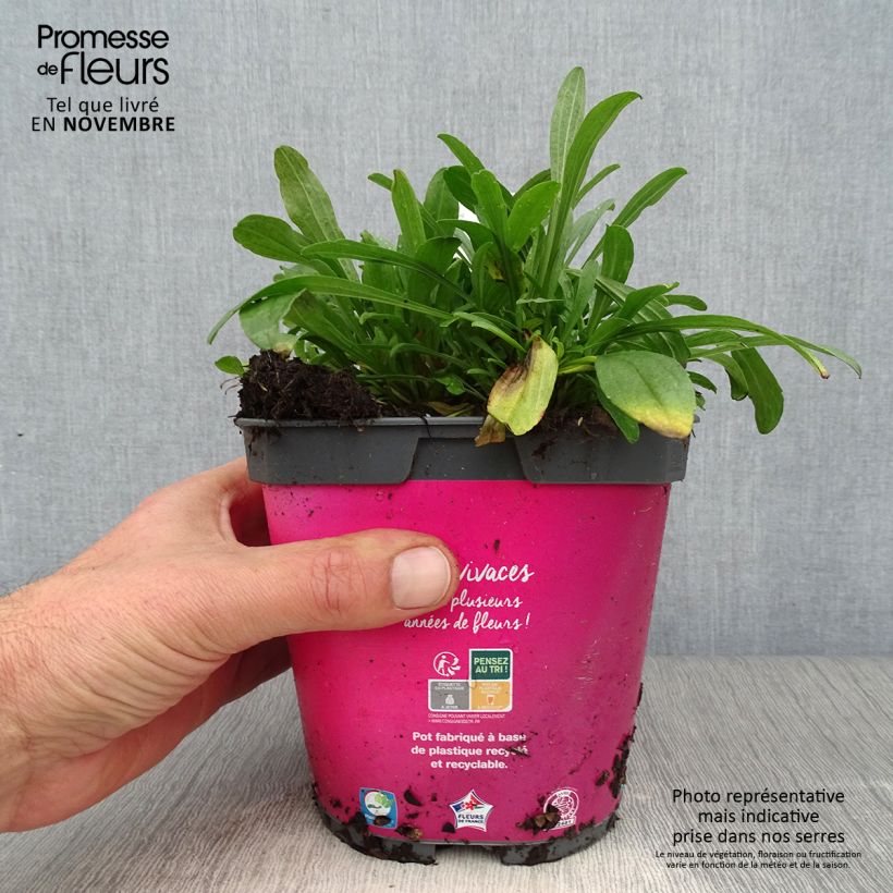 Exemplaar van Aster alpinus Happy End - Alpenaster Pot van 2 l/3 l zoals geleverd in de herfst