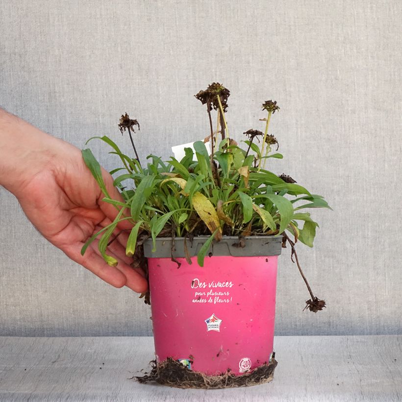 Exemplaar van Aster alpinus Happy End - Alpenaster Pot van 2 l/3 l zoals geleverd in de zomer
