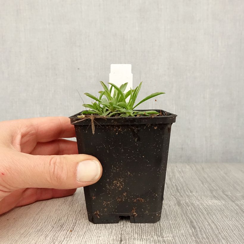 Exemplaar van Aster alpinus Pinkie - Alpenaster Kweekpotje van 8/9 cm zoals geleverd in de lente