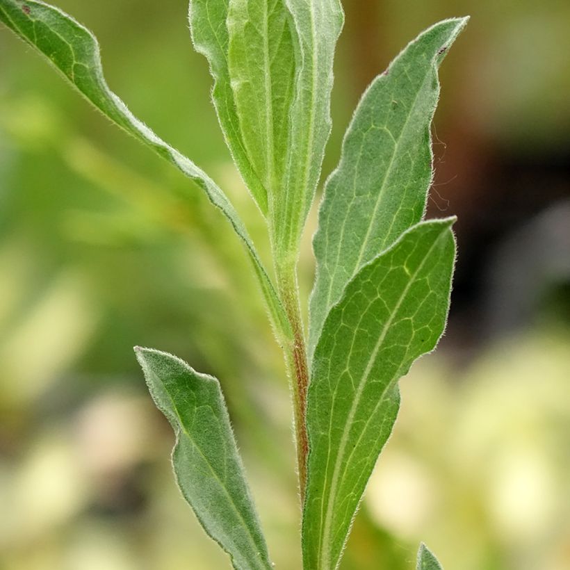 Aster amellus King George - Bergaster (Blad)