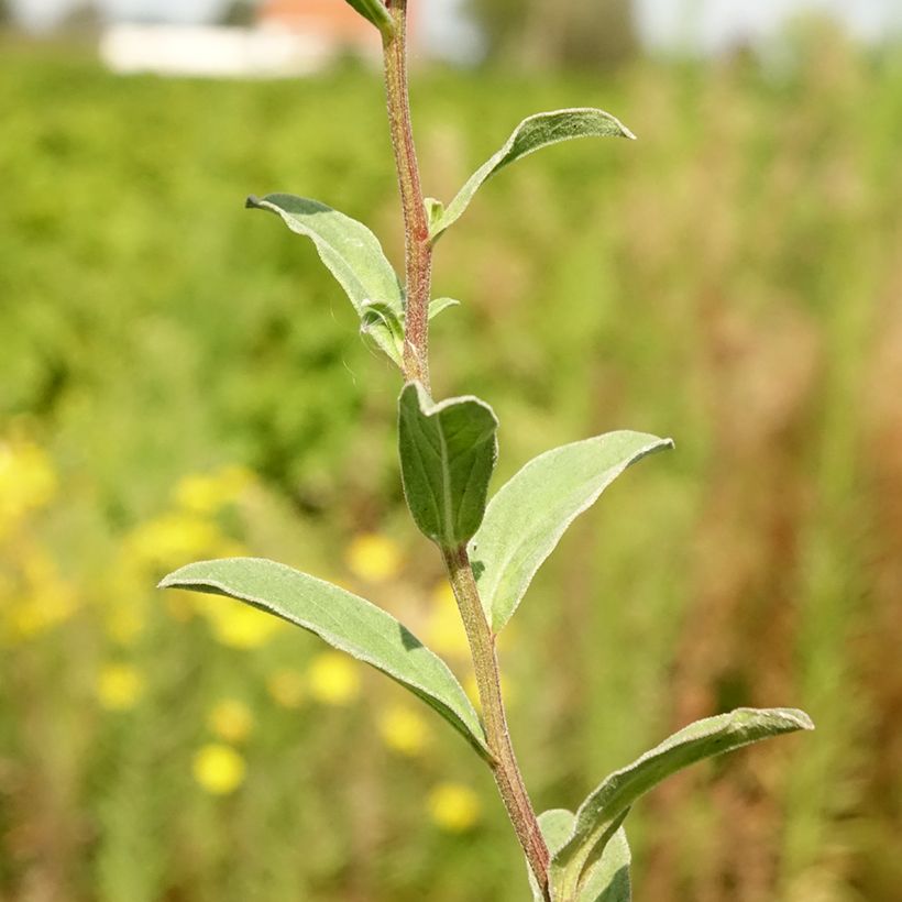 Aster amellus Sonia - Bergaster (Blad)
