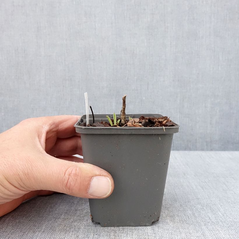 Example of Aster amellus Sonora - Bergaster Kweekpotje van 8/9 cm as you get in printemps