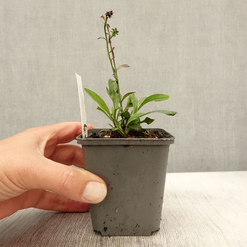 Exemplaar van Aster amellus Sonora - Aster d'été Godet de 8/9 cm zoals geleverd in de herfst
