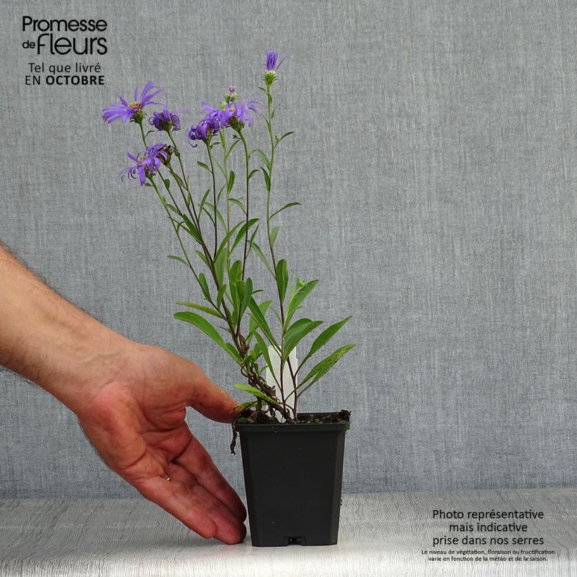 Exemplaar van Aster amellus Veilchenkönigin - Bergaster Kweekpotje van 8/9 cm zoals geleverd in de herfst