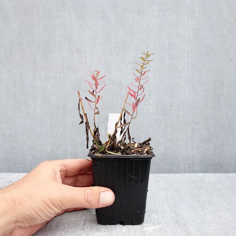 Exemplaar van Aster Kylie - Herfstaster Kweekpotje van 8/9 cm zoals geleverd in de herfst