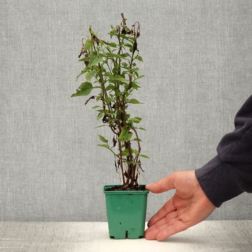 Exemplaar van Aster cordifolius Blutenregen - Herfstaster Kweekpotje van 8/9 cm zoals geleverd in de zomer