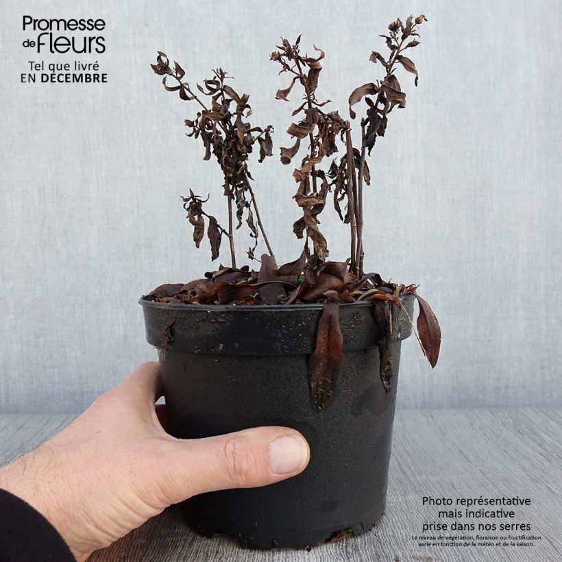 Exemplaar van Aster dumosus Anneke - Aster nain Pot de 1,5L/2L zoals geleverd in de herfst