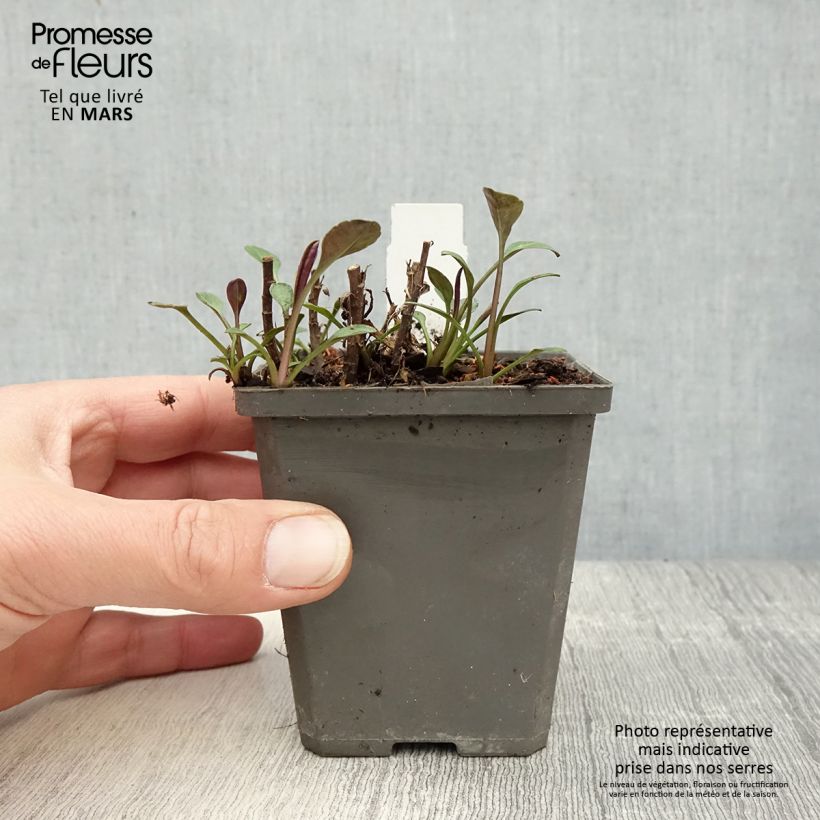 Exemplaar van Aster dumosus Anneke - Dwergaster Kweekpotje van 8/9 cm zoals geleverd in de lente