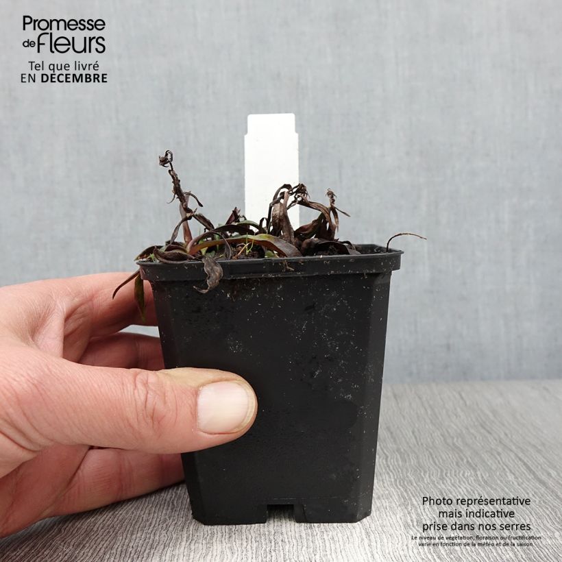 Exemplaar van Aster dumosus Augenweide - Dwergaster Kweekpotje van 8/9 cm zoals geleverd in de herfst