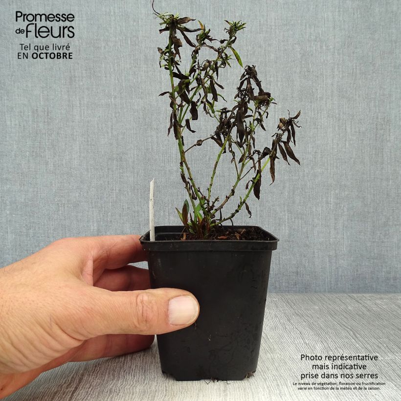 Exemplaar van Aster dumosus Bahamas - Dwergaster Kweekpotje van 8/9 cm zoals geleverd in de herfst