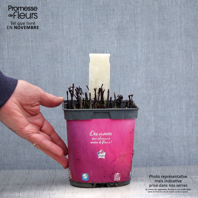 Exemplaar van Aster dumosus Bahamas - Dwergaster Pot van 2 l/3 l zoals geleverd in de herfst