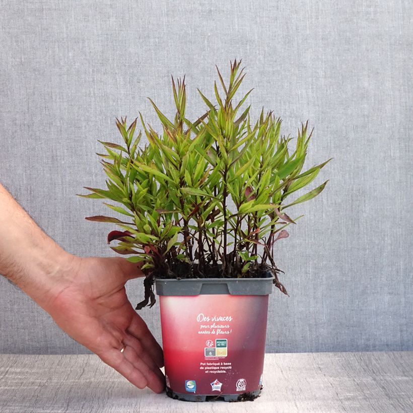 Exemplaar van Aster dumosus Bahamas - Dwergaster Pot van 2 l/3 l zoals geleverd in de zomer