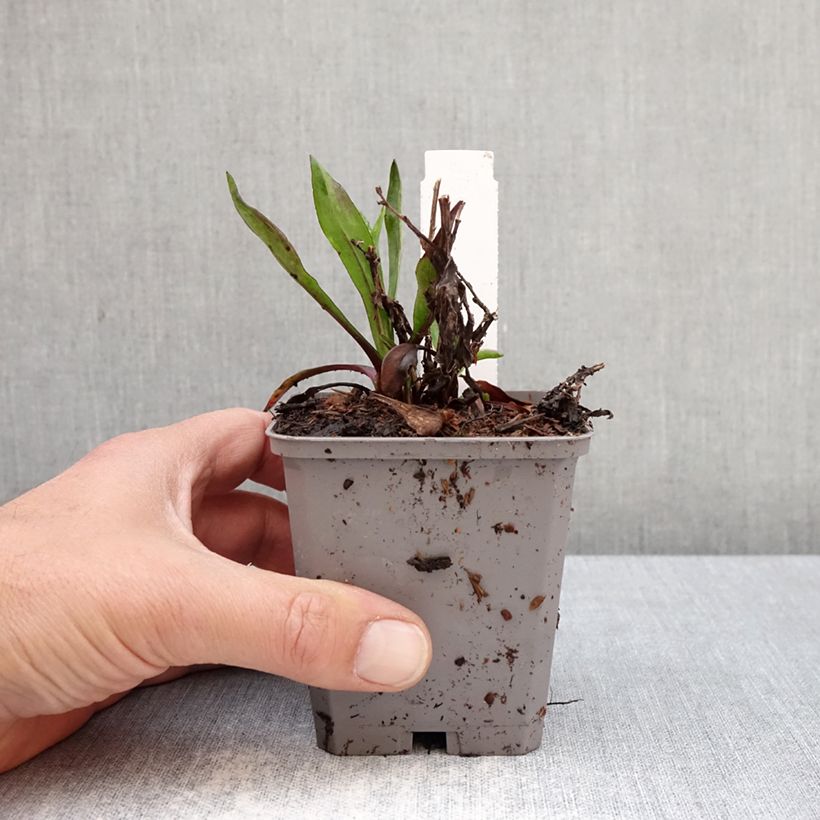 Exemplaar van Dwergaster Jenny Kweekpotje van 8/9 cm zoals geleverd in de lente