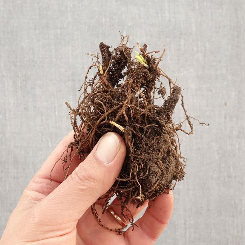 Exemplaar van Dwergaster Jenny Naakte wortel zoals geleverd in de winter