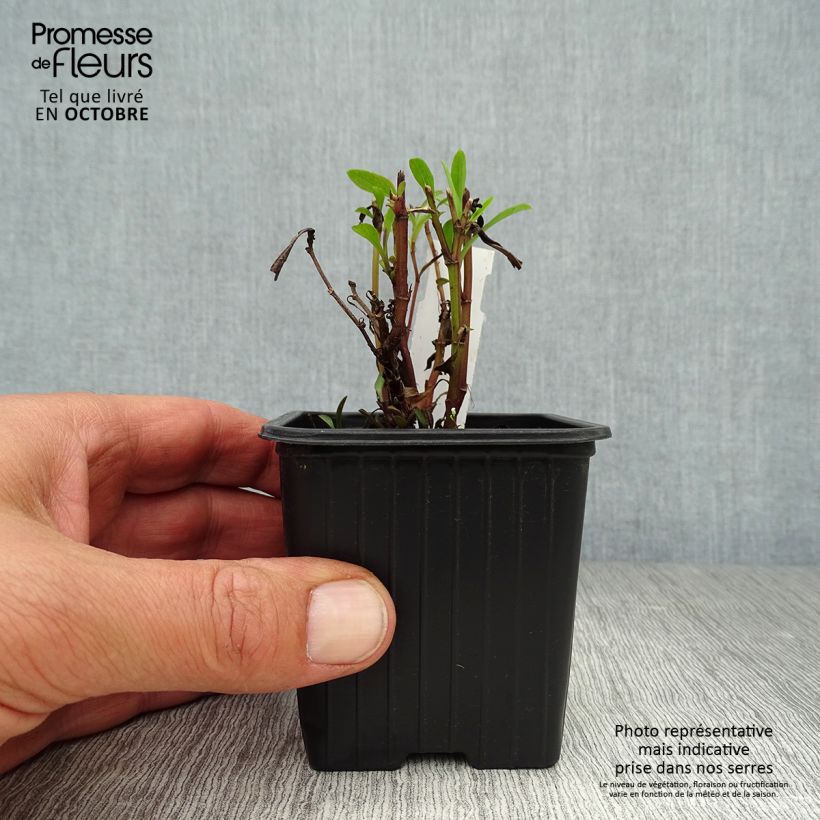 Exemplaar van Aster dumosus Marjorie - Dwergaster Kweekpotje van 8/9 cm zoals geleverd in de herfst