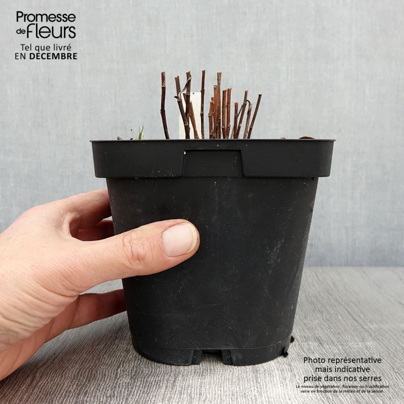 Exemplaar van Aster dumosus Marjorie - Dwergaster Pot van 2 l/3 l zoals geleverd in de herfst