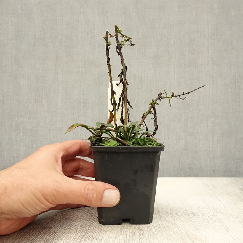 Exemplaar van Aster dumosus Neron - Dwergaster Kweekpotje van 8/9 cm zoals geleverd in de herfst