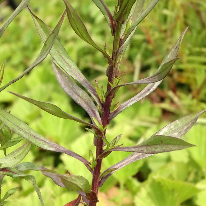 Aster dumosus Neron - Dwergaster (Blad)