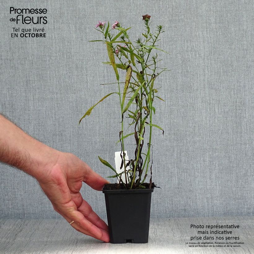 Exemplaar van Aster dumosus Peter Harrison - Dwergaster Kweekpotje van 8/9 cm zoals geleverd in de herfst
