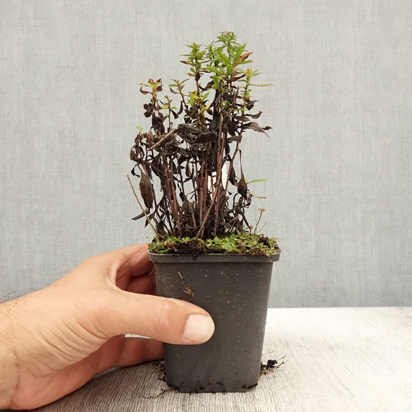 Exemplaar van Aster dumosus Samoa - Dwergaster Kweekpotje van 8/9 cm zoals geleverd in de herfst