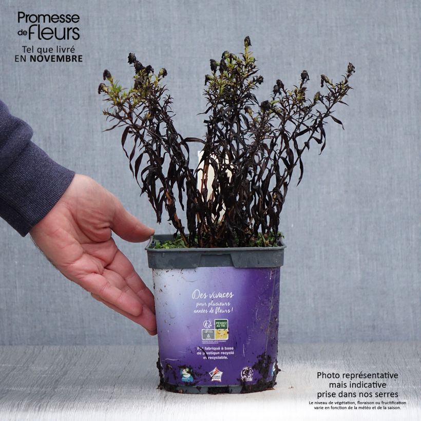 Exemplaar van Aster dumosus Samoa - Dwergaster Pot van 2 l/3 l zoals geleverd in de herfst