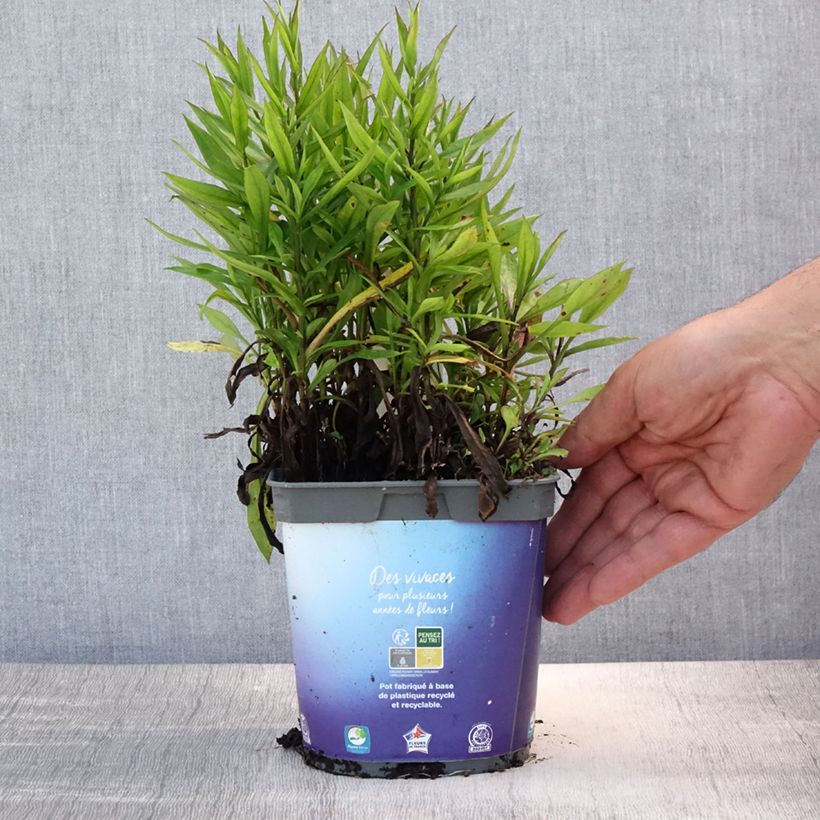 Exemplaar van Aster dumosus Samoa - Dwergaster Pot van 2 l/3 l zoals geleverd in de zomer
