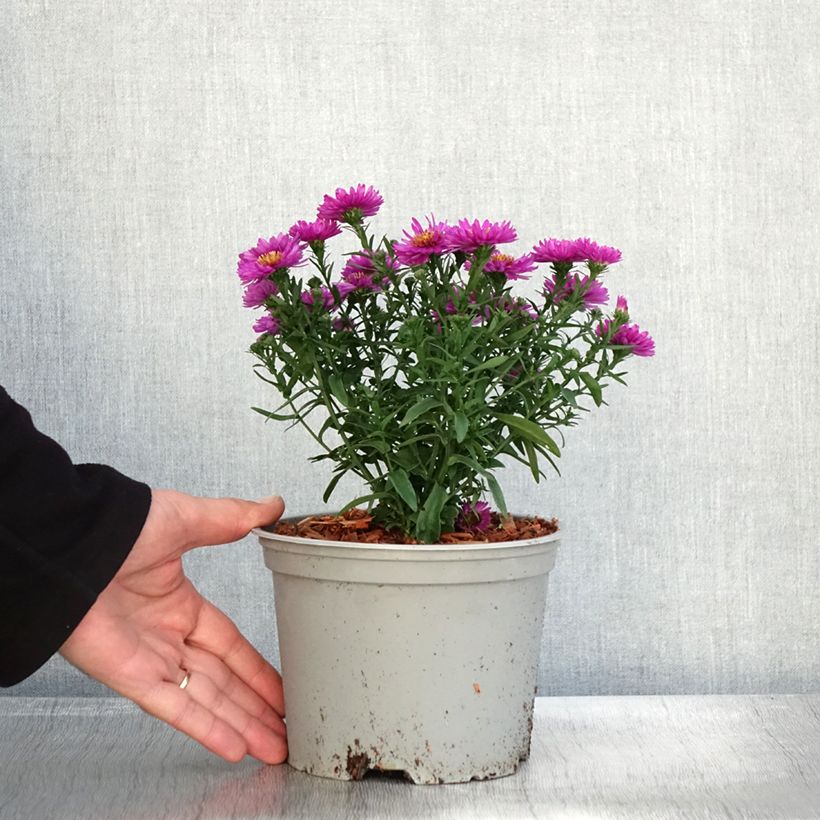 Exemplaar van Aster dumosus Starlight - Aster nain d’automne Pot de 2L/3L zoals geleverd in de herfst