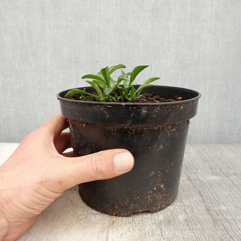 Exemplaar van Dwergaster Starlight Pot van 2 l/3 l zoals geleverd in de lente