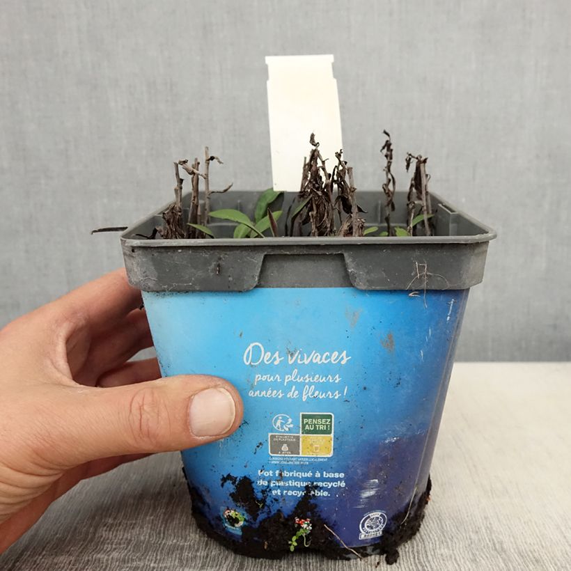 Exemplaar van Aster dumosus Tonga - Dwergaster Pot van 2 l/3 l zoals geleverd in de lente