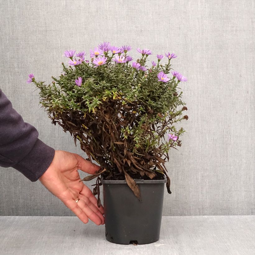 Exemplaar van Woods Purple - Nieuw-Nederlandse aster Pot van 1,5 l/2 l zoals geleverd in de herfst