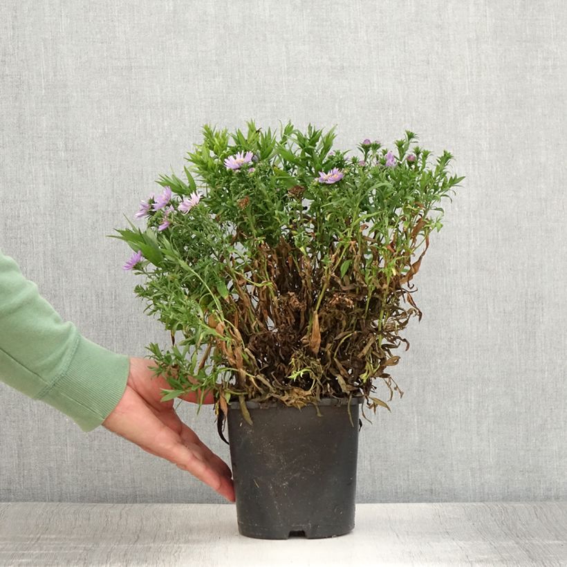 Exemplaar van Woods Purple - Nieuw-Nederlandse aster Pot van 1,5 l/2 l zoals geleverd in de zomer