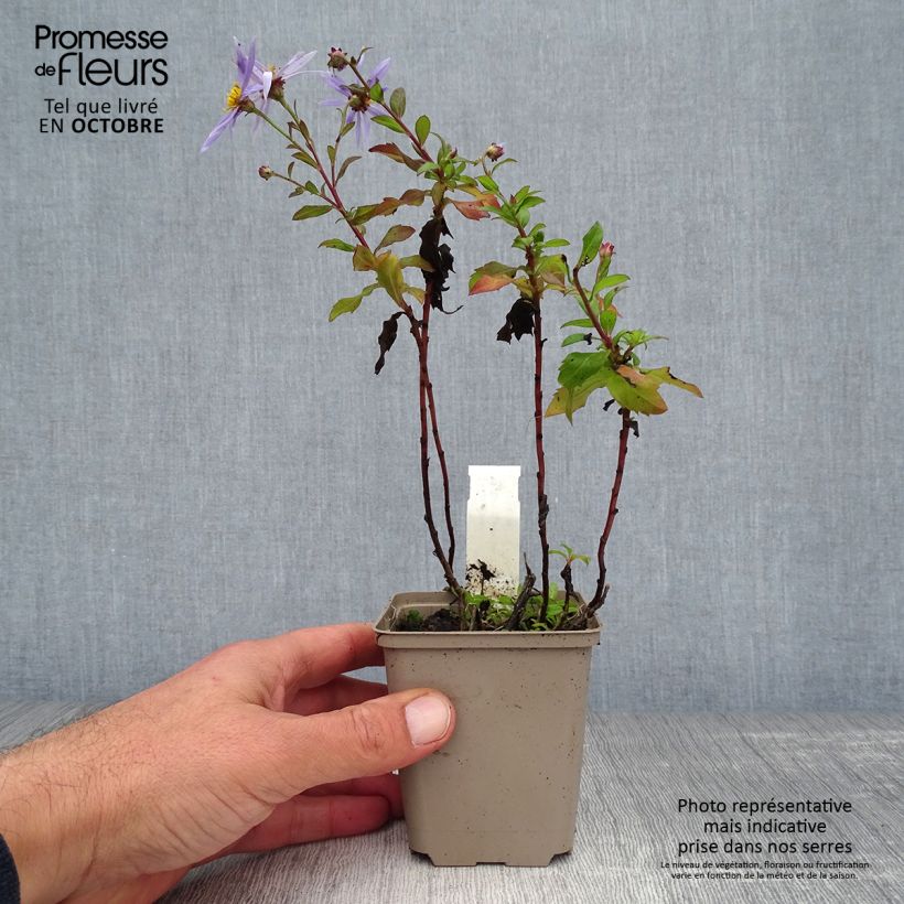 Exemplaar van Aster ageratoides Eleven purple - Japanse dwergaster Kweekpotje van 8/9 cm zoals geleverd in de herfst