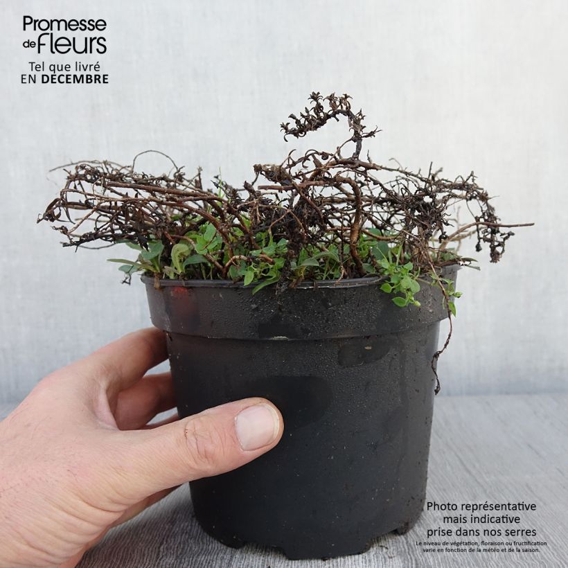 Exemplaar van Aster ericoïdes f. prostratus Snow Flurry - Aster fausse-bruyère Pot de 2L/3L zoals geleverd in de herfst