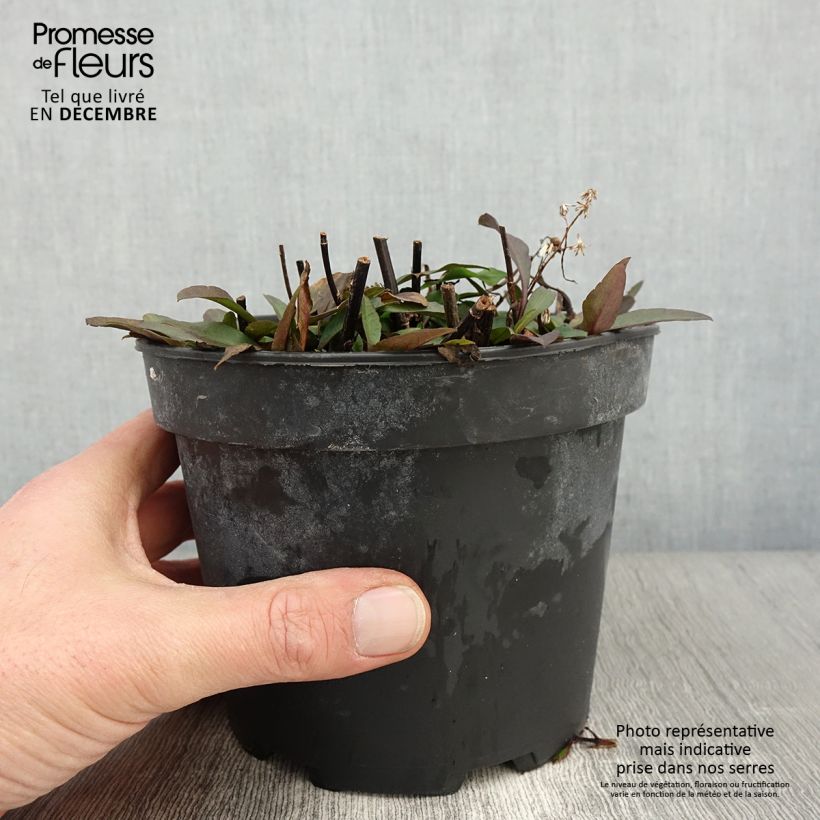 Exemplaar van Aster ericoïdes Pink Cloud Pot de 2L/3L zoals geleverd in de herfst