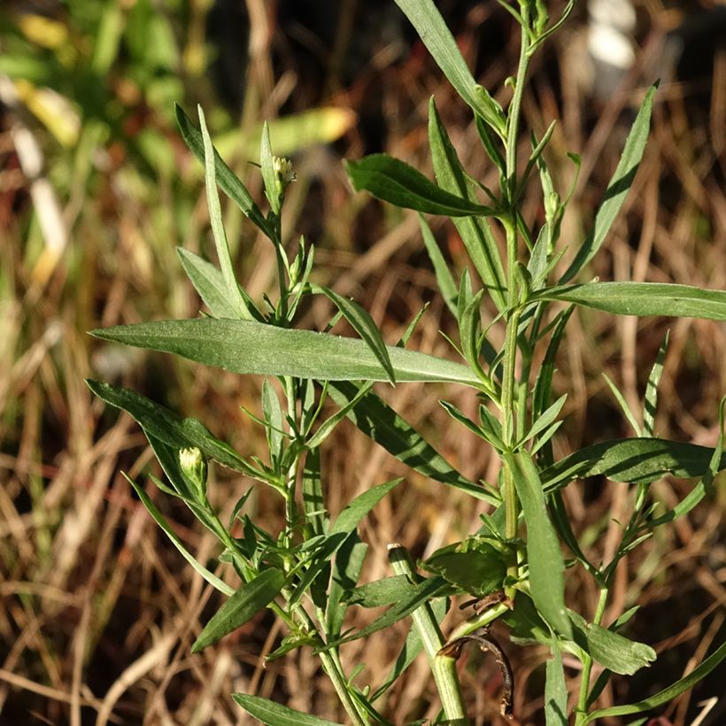Aster ericoides Schneegitter - Septemberkruid (Blad)