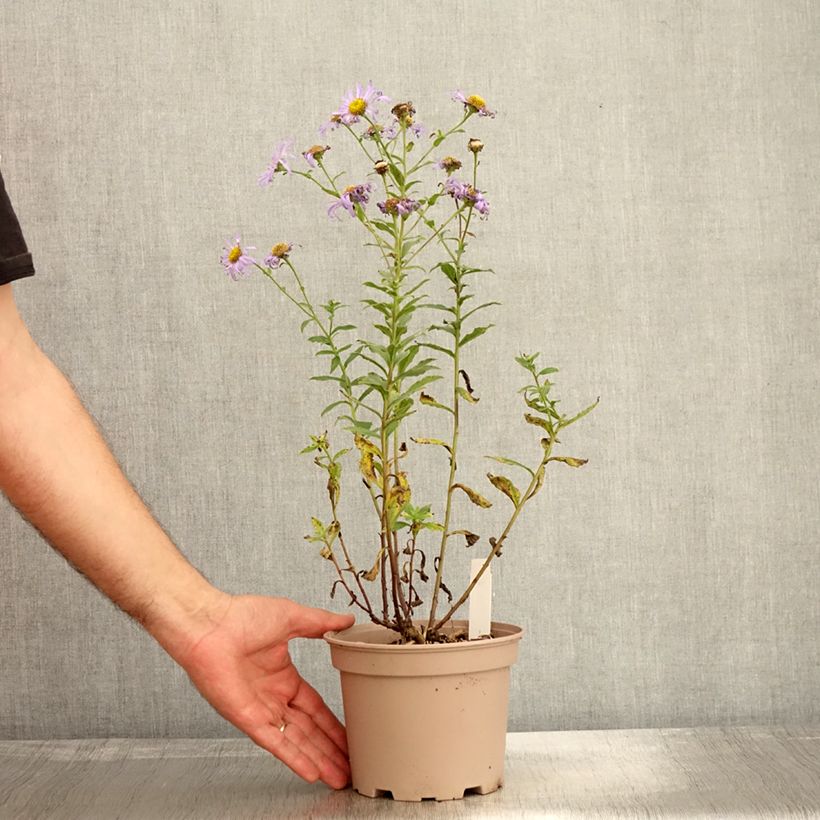 Exemplaar van Aster frikartii Mönch - Zomeraster Pot van 1 l/1,5 l zoals geleverd in de herfst
