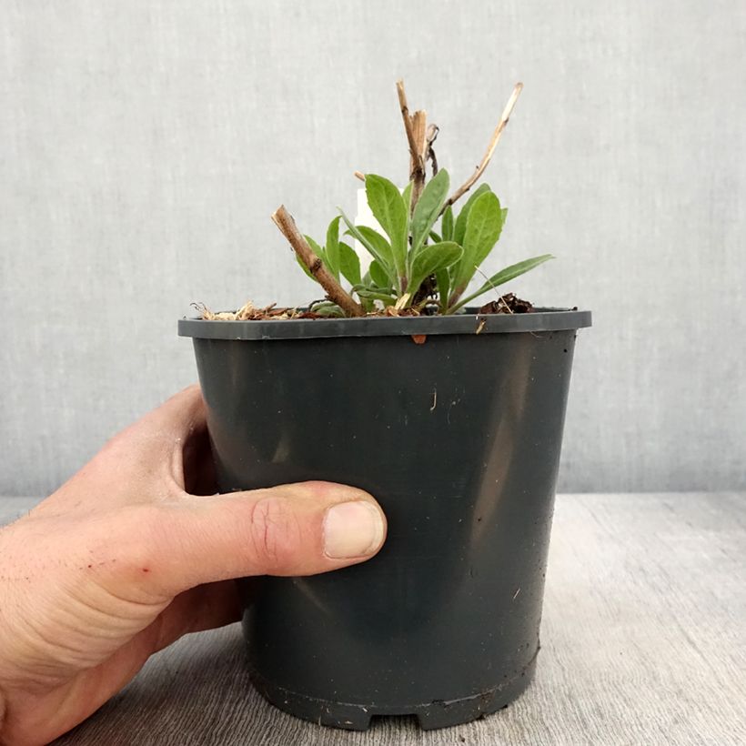 Example of Aster frikartii Mönch - Zomeraster Pot van 1 l/1,5 l as you get in printemps