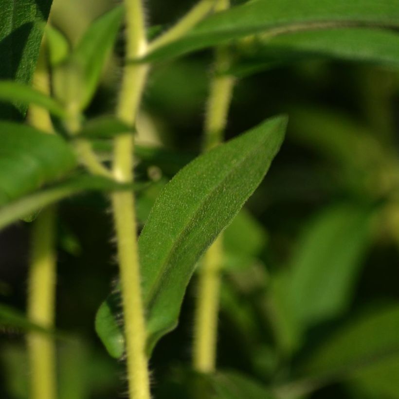 Aster novae-angliae Herbstschnee - Nieuw-Engelse aster (Foliage)