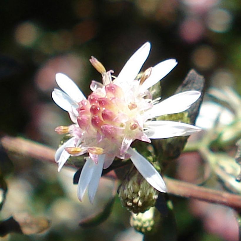 Aster lateriflorus Lady In Black - Herfstaster (Bloei)