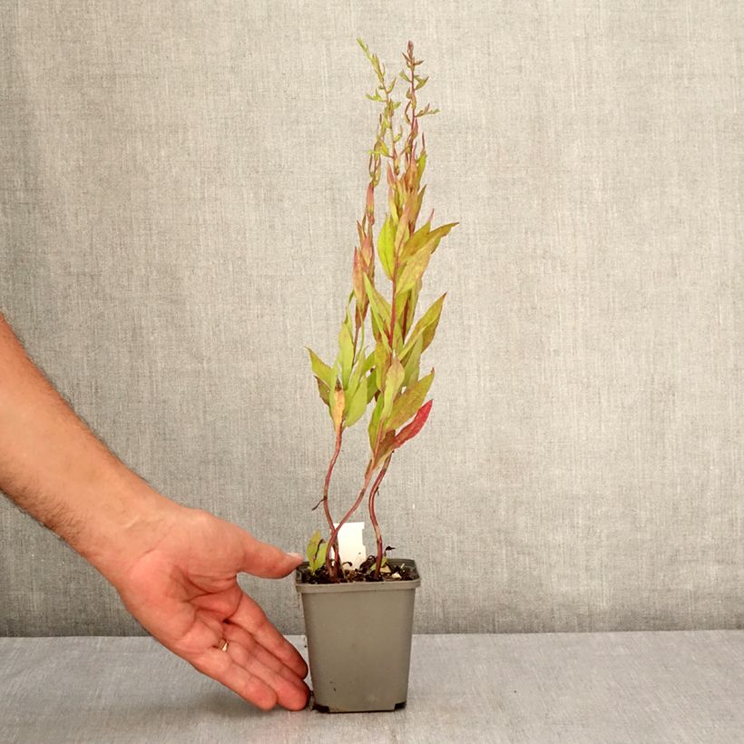 Exemplaar van Aster lateriflorus Chloe - Herfstaster Kweekpotje van 8/9 cm zoals geleverd in de zomer