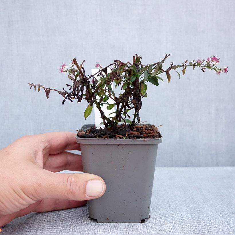 Exemplaar van Aster lateriflorus Prince - Herfstaster Kweekpotje van 8/9 cm zoals geleverd in de herfst