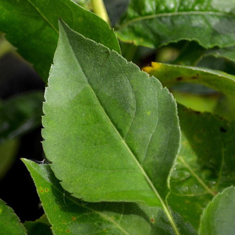 Aster Twilight - Grootbladige aster (Blad)