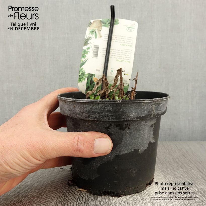 Exemplaar van Zeeaster - Tripolium pannonicum Pot van 1,5 l/2 l zoals geleverd in de herfst