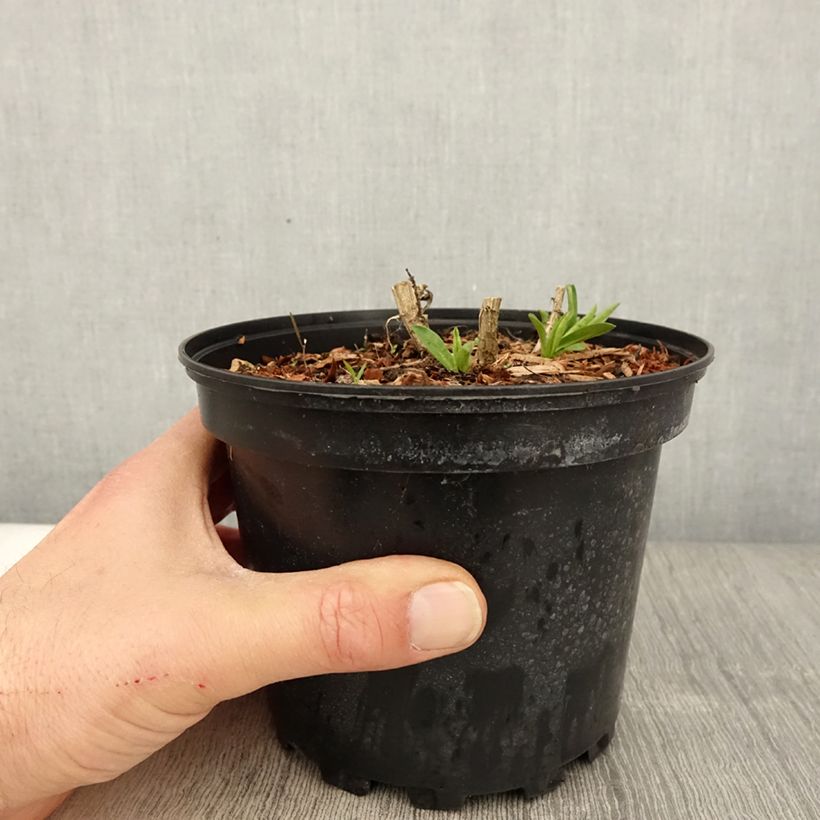 Example of Aster novae-angliae Andenken an Alma Pötschke - Nieuw-Engelse aster Pot van 2 l/3 l as you get in printemps