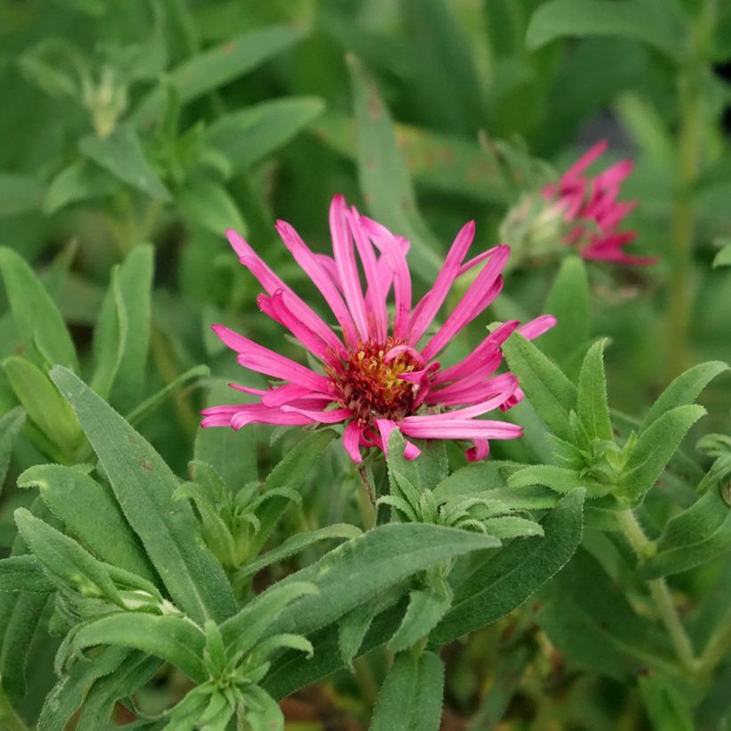 Aster novae-angliae Andenken an Alma Pötschke - Nieuw-Engelse aster (Bloei)