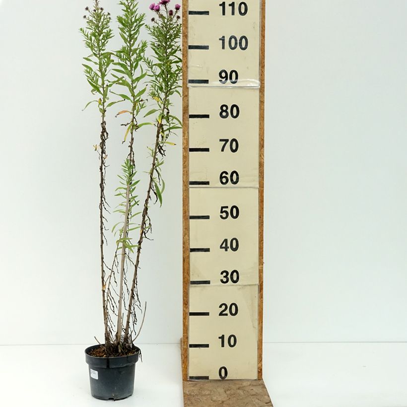 Exemplaar van Aster novae-angliae Barrs Pink - Nieuw-Engelse aster Pot van 2 l/3 l zoals geleverd in de zomer