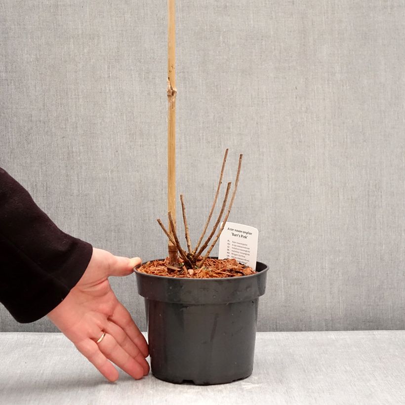 Example of Aster novae-angliae Barrs Pink - Nieuw-Engelse aster Pot van 2 l/3 l as you get in hiver