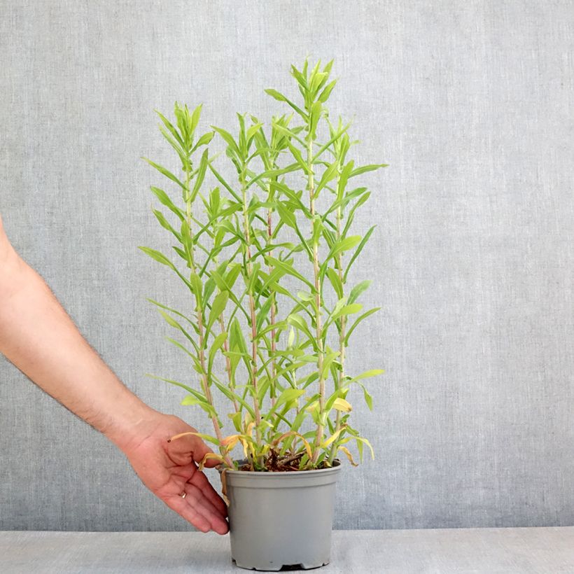 Example of Aster novae-angliae Barrs Blue - Nieuw-Engelse aster Pot van 2 l/3 l as you get in printemps