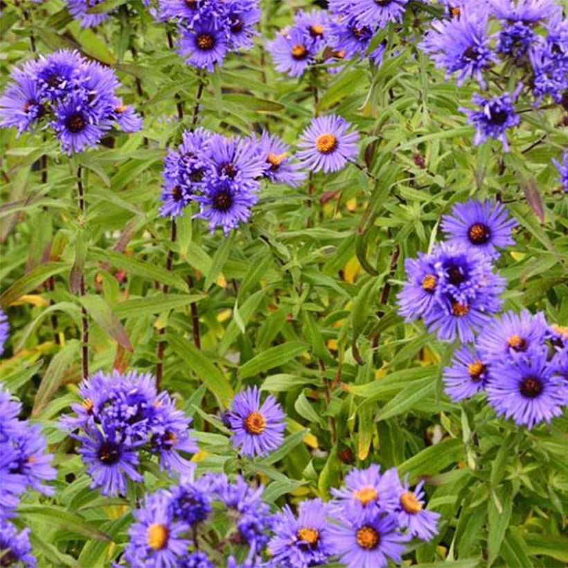 Aster novae-angliae Guido en Gezelle - Nieuw-Engelse aster (Bloei)