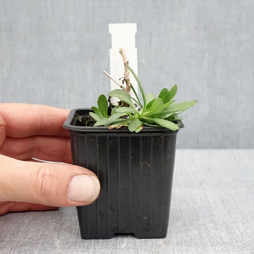 Example of Aster novae-angliae Rosa Sieger - Nieuw-Engelse aster Kweekpotje van 7/8 cm as you get in printemps